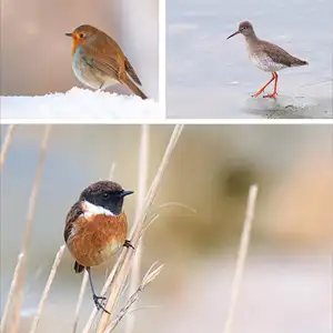 bird photography workshops