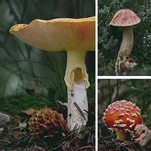fungi workshops