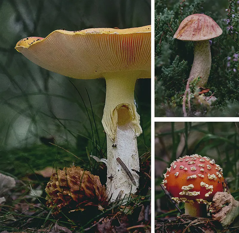 Fungi Photography Workshop