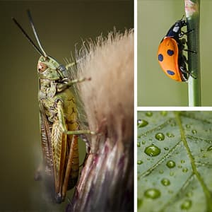 Macro Photography Workshops