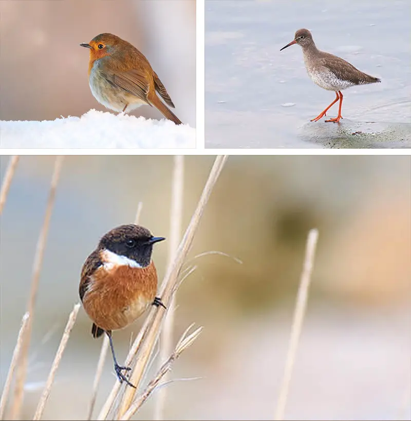 Bird Photography Day – Morayshire
