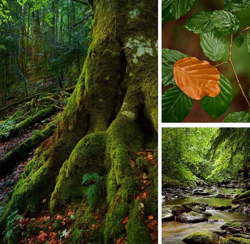 Intro to Woodland Photography
